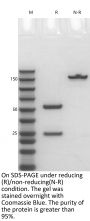 V6 Anti-Human MET (Emibetuzumab)
