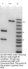V6 Anti-Human CD3E (Foralumab)