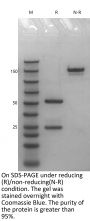 V6 Anti-Human NGF (Fulranumab)