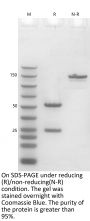 V6 Anti-Human CD326 (Edrecolomab)