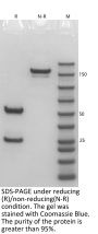 Anti-Human CD30(Iratumumab)