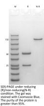 Anti-Human FGF23(Burosumab)