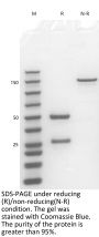 V6 Anti-Human CD3E (Otelixizumab)