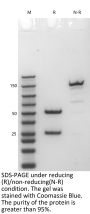 V6 Anti-Human RTN4 (Ozanezumab)