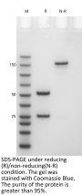 V6 Anti-Human NGF (Tanezumab)