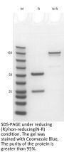 Anti-Human CD3E(Teplizumab)