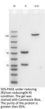 Anti-Human FOLR1(Mirvetuximab)