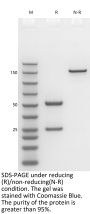 V6 Anti-Human B7-H3 (Omburtamab)