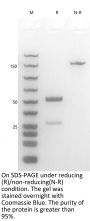 Anti-Human IL-22(Fezakinumab)