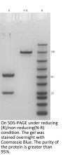V6 Anti-Human B7-H3 (Ifinatamab)