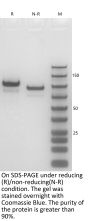 Anti-Human CD3xClaudin18.2 (Gresonitamab)
