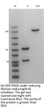 V6 Anti-Human HER3 (Patritumab)
