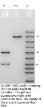 V6 Anti-Human MSLN (Amatuximab)