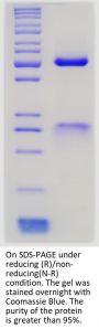 Anti-Human IL-4R(Dupilumab)