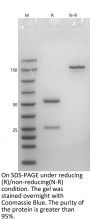 Anti-Human CD47(Magrolimab)