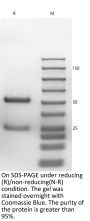 V6 Anti-Human CD137 (Urelumab)