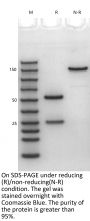 Anti-Human TIGIT(Tiragolumab)