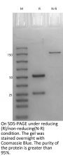 Anti-HEL Human IgG1(S239D/I332E)-Kappa Isotype control