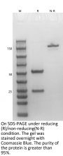 V6 Anti-Human CD159a (Monalizumab)