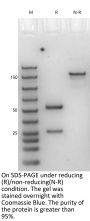 V6 Anti-Human LOXL2 (Simtuzumab)