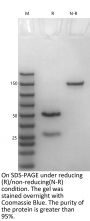 V6 Anti-Human CD73 (Oleclumab)