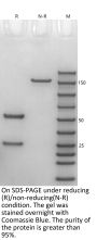 Anti-Human Claudin 18.2(Zolbetuximab)