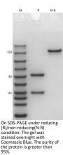 V6 Anti-Human CD38 (Isatuximab)