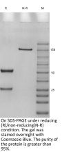 Anti-Human FGFR2b [Bemarituzumab Biosimilar]