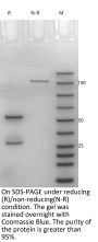 V6 Human IgG1-Lambda1 Isotype control