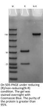 Anti-Human OX40(Ivuxolimab)