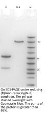 Anti-HEL-Human IgG4 Isotype-control