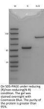 V6 scFv mouse IgG2A-Fc(L234A/L235A) Isotype control