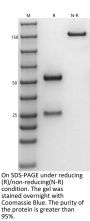 Anti-Human DLL3(Rovalpituzumab)