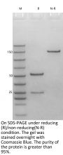 Anti-Human LAG3(Relatlimab)