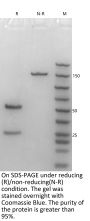 Anti-Human Tim-3(Sabatolimab)