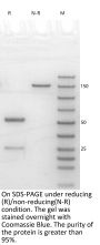 Anti-Human TNFa [Adalimumab Biosimilar]