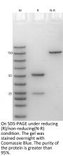 Anti-Human IL-17A [Secukinumab Biosimilar]