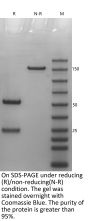 Anti-Human CD20(Ofatumumab)