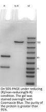 V6 Human IgG1(E356D/M358L)-Kappa Isotype control