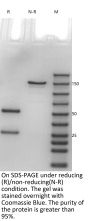 Anti-HEL Human IgG1(E356D/M358L)-Kappa Isotype control