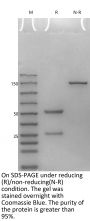V6 Human IgG1 CH1-Human IgG2 Fc-Kappa Isotype control