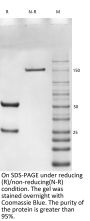 Anti-CD79b[polatuzumab vedotin]