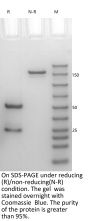 V6 Anti-Human Nectin-4 (Enfortumab)
