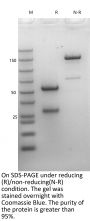 Anti-Human CSF2RA(Mavrilimumab)