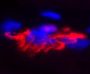 Alpha-Bungarotoxin, CF®680R 100ug