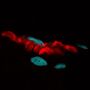 Alpha-Bungarotoxin, CF®640R 100ug