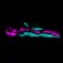 Alpha-Bungarotoxin CF®594 100ug