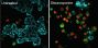 NucView® 405 Caspase-3 Substrate, 1 mM in 1X PBS, Trial Size