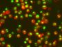NucView® 405 Caspase-3 Substrate, 1 mM in 1X PBS, Trial Size