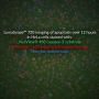 NucView® 405 Caspase-3 Substrate, 1 mM in 1X PBS, Trial Size